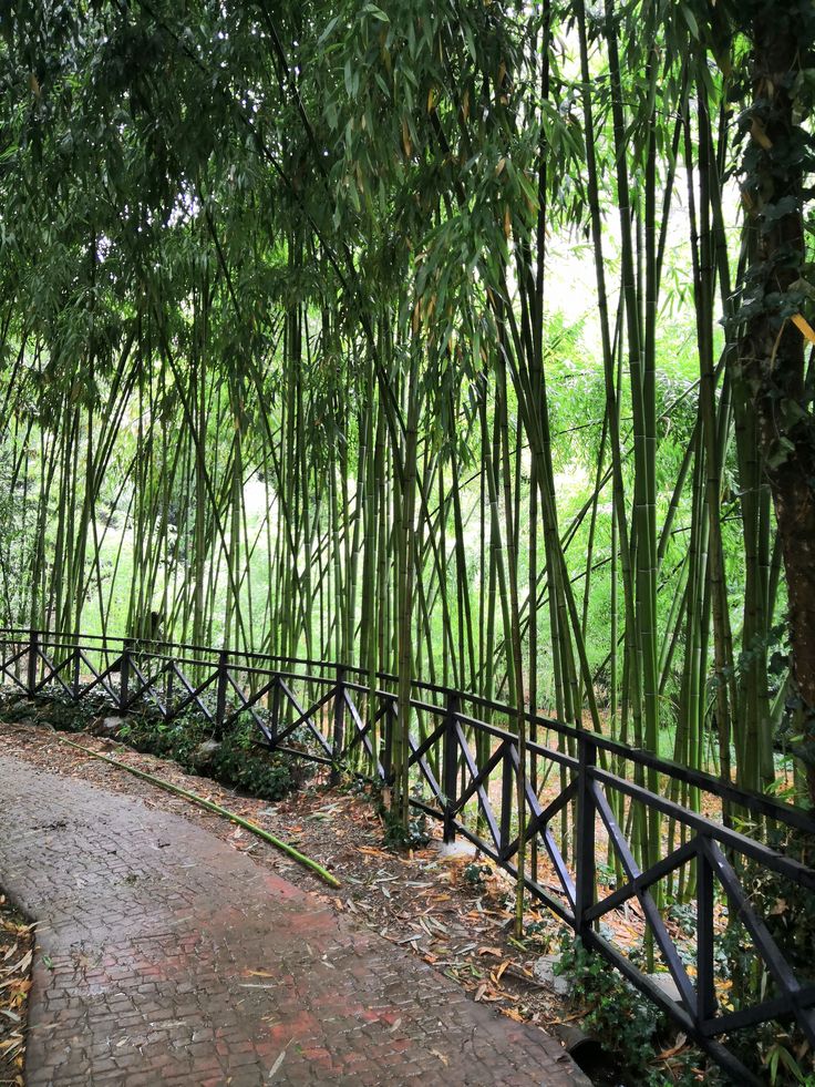 A stroll In Batumi’s Botanical Garden
