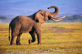 Top 10 National Parks to Visit in Africa: